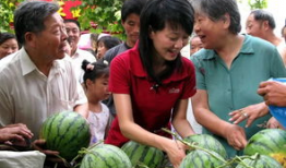 今日吃瓜 瓜农,今日吃瓜，瓜香四溢