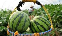 今日吃瓜最新价格,吃瓜群众惊呼不已！